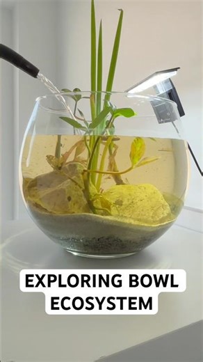 Water Insect BOWL