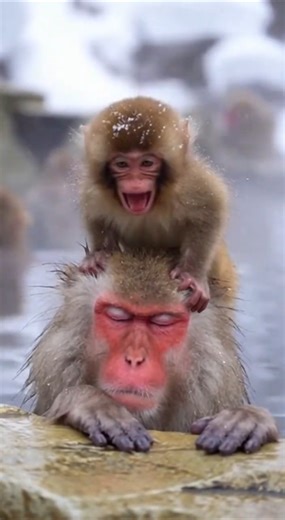 A mother monkey, a Japanese Macaque, is trying to nap peacefully in a hot spring