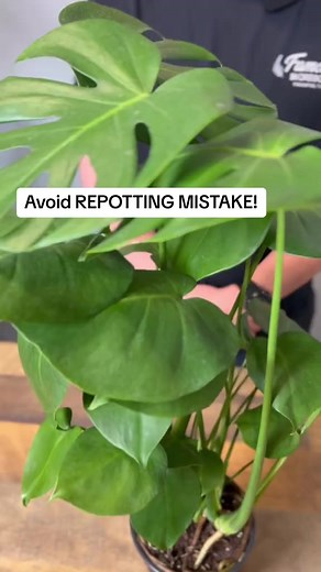 Yes, I understand root girdling is a thing in houseplants, but #plantlove #houseplants #peacelily | Home ThePlanter