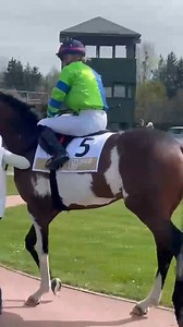 1.8M views · 32K reactions | 3yo bay frame overo thoroughbred colt A Je To Tu 懶癩 (Silvery Moon x Airfare) in the paddock prior his debut race at Pardubice racecourse, Czechia.  Video taken by Lucie! 殺 | Coloured Thoroughbreds | Facebook