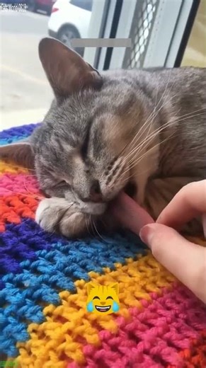 Funny Cat bites gently - Viral Cat 👀 Final Twist!