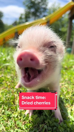 Sunny Day Snack: Cute Mini Pig Eating Dried Cherries