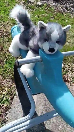 come outside with me and astro! ✨🌙🐾// #sailormoon #essa #essacommunity #outdoors