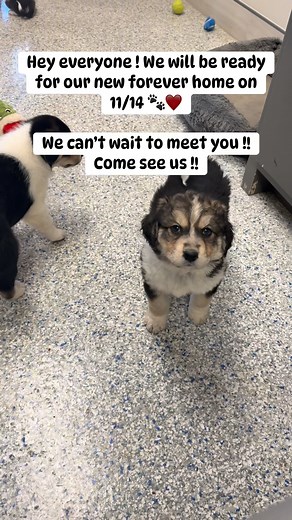 Village Veterinary Clinic on Reels