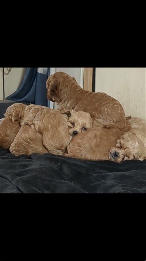 Bühnenreif, Cheerleader Welpen bauen eine Pyramide, oder sind's die Bremer Stadtmusikanten🫢?