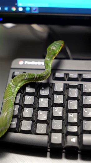 Little green snake exploring a keyboard! 💻 #reptile