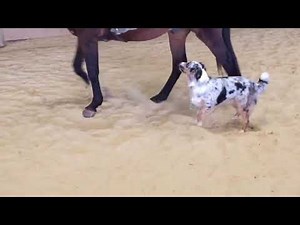 A cheval avec mon chien
