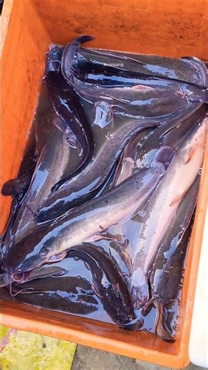 CAT FISH LIVE/Arunsaroj #shortvideo #fishing #shorts #trending #food #viralreels #fish #shorts