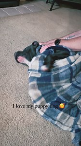 Swaddling him like a baby 😄🥰 #americanbully #americanbullypocket #americanbullypuppy #americanbully4life #americanpitbullterrier #bully #bullyworld #bullylove #dogsofinstagram #foryoupage #puppy #puppylove #puppylife #puppygram #puppyoftheday #puppiesofinstagram #puppies #puppiesofig #dog #dogsofinstagram #dogs #dogoftheday #dogmom #doglover | Hippo American bully