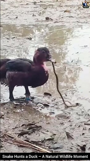 Snake Hunts a Duck–A Natural Wildlife Moment #snake #wildliferescue #wildlife #wildlifeentertainment