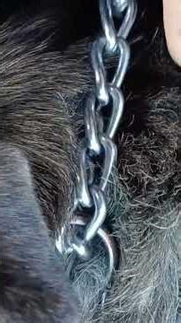 How prong collars work pt1