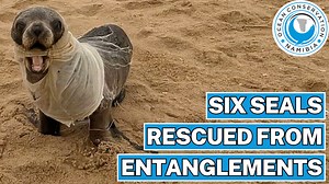 155K views · 15K reactions | One after the other, the OCN team spots seals entangled in various fishing gear items and general ocean rubbish. All these entanglements could've ended all these seals' lives, no matter how thin, light or small. Cleaning our beaches doesn’t remove the trash from the ocean. Therefore, we must find better ways to remove it and start by preventing more rubbish from being added to the mass. | Ocean Conservation Namibia | Facebook