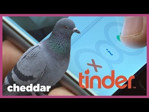 Tinder's Swiping Was Inspired By Pigeons