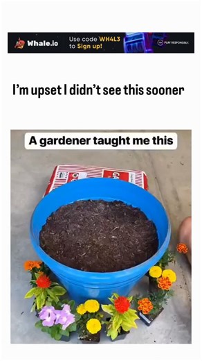 inavinate01 on Instagram: "The post's video demonstrates a modular gardening hack: placing small nursery pots into a shallow kiddie pool, filling with soil, and planting colorful flowers like petunias and marigolds for an instant, vibrant display that simplifies setup for beginners. This technique leverages container gardening benefits, such as improved soil control and mobility, while the large shared soil volume retains moisture better than individual pots, reducing watering needs by up to 30%
