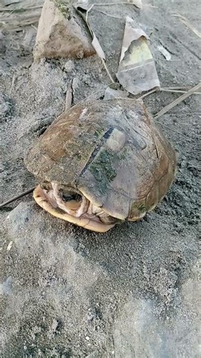 Turtle in a dry canal