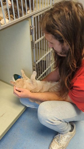 230K views · 7.6K reactions | ***UPDATE...ADOPTED *** MEET...