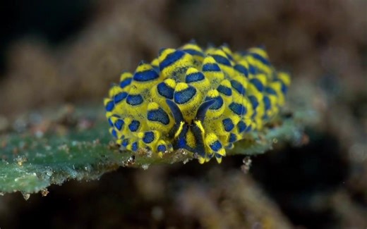 【海蛞蝓】Costasiella sp，繁体区：柱状科（Limapontiidae）Costasiella属,