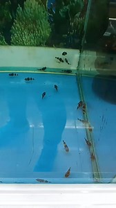 148K views · 113 reactions | Bumble bee and Kuhli Loach | Golden FISH Store | Facebook