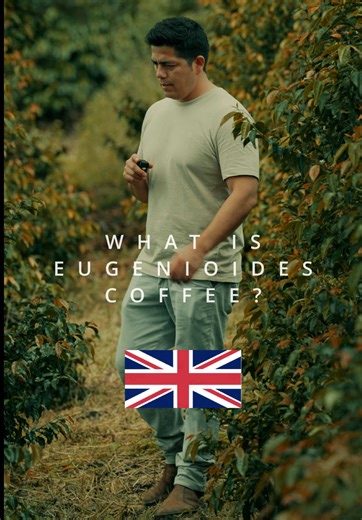Eugenioides is one of the parent species of Arabica. A natural cross between Coffea eugenioides and Coffea canephora (Robusta) gave rise to Arabica coffee. Today, Eugenioides remains a rare species, prized for its natural sweetness, low caffeine, and smooth, tea-like flavor.