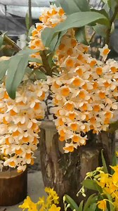 Do you think it looks good to plant Dendrobium in this way Dendrobium Planting Tips Dendrobium Planting Flowers and Green Plants | Donna Martinez