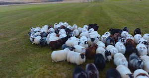 Herd of Icelandic sheep