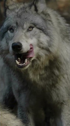 Wild Wolf Close-Up | Powerful Predator Moment