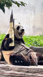 福宝吃笋真可爱 #大熊猫福宝 | Panda Fu Bao