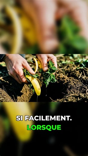 Stop putting that at the base of your tomatoes!