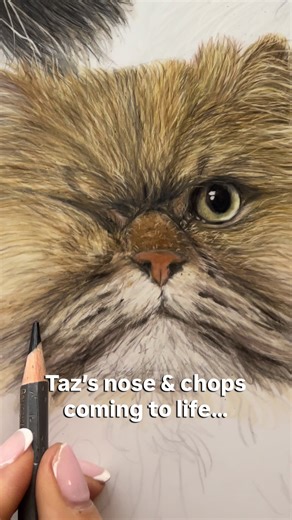 Taz getting his nose and chops — this is where the personality really starts to shine ✨🐾 Coloured pencil on drafting film ✏️ . . #tiktokartist #catportrait #persian #colouredpencilart #catlover