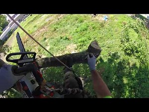 Beautiful Pin Oak Prune