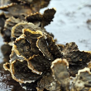415K views · 609 reactions | Oysters respond to noise pollution by closing their shells. | Seeker by The Verge | Facebook