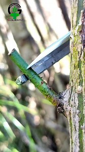 130K views · 580 reactions | Rose grafting | how to graft rose plant#rose #graftingtechniques #grafting #gardening #RoseCareTips | Easy Grafting Techniques | Facebook