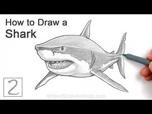 How to Draw a Great White Shark