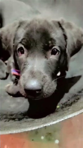 🐾 Labrador Dog Playtime Fun! | Cutest Puppy Moments ❤️ #Shorts