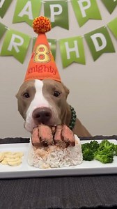 Pittes is very happy, today’s his birthday and best treat. 🥰🥰 #pitbull #pitbulls #pitbullpuppies #doglover #pitbull_love #pitbullbreed #pitbullhub #pocketbully #pitbullife #pitbullove #pitbullofficial #pitbullpuppy #pitbullsofinstagram #pitbullterrier #pitbullfamily #pitbullsofficial #pet #dog #bully #pitbullblue #funny #americanbully #pitbullsarelove #fyp #pitbullsofficial #Pitbullblue #pitbullhub #pitbullsarelove #pitbullpuppy #pitbullfamily #pet #bully #dog #pitbulldog #pitbull #pitbullchal