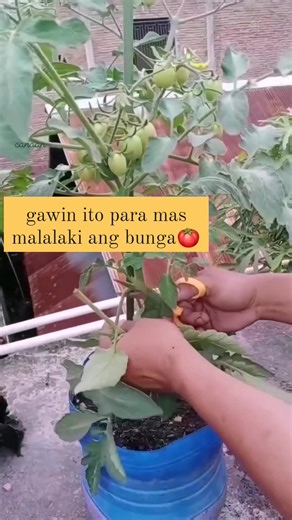 41K views · 299 reactions | lower pruning for better air circulation and bigger fruits #pruning #fypシ #fypシ゚viralシ #fblifestyle #sustainableliving #virals #cleaning #tomatoes #farmlife #gardeningtips #gardening #everyonefollowers | Canaan All in One Fertilizer Original Direct Supplier | Facebook