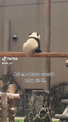 Frases de Amor con Oso Panda | Aburrimiento y Soledad