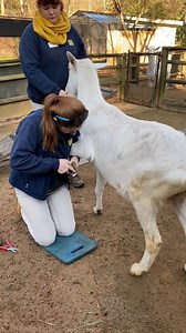 Hoof trims are one of the most important aspects of keeping our goats and sheep healthy. We perform monthly or bimonthly trims on all the goats and sheep to ensure no hoof overgrowth occurs. Hoof overgrowth can cause abscess of the hoof, hoof rot/disease, and even arthritis as the overgrowth can cause the animal to experience a weird gait. We have trained all our goats and sheep to voluntarily stand still and receive positive reinforcement while we trim all four hooves. Some goats, like Tobias h