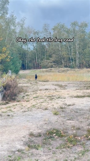 📕 Today’s lesson : problem solving 📕 #belamibelge #flatcoatedretriever #fyp #fy #foryou #puppylife #retrievers #dogs #belgium #puppylove #flattieoftheday #puppylove #foryoupage | Bel Ami Belge Flatcoated Retrievers