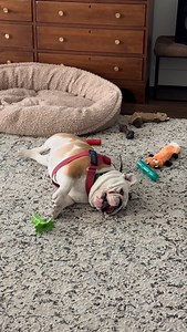 Spotted in his natural habitat 🦛 #funnydog #doglover #bulldoglife #househippo #englishbulldog | Bowser the Bulldog