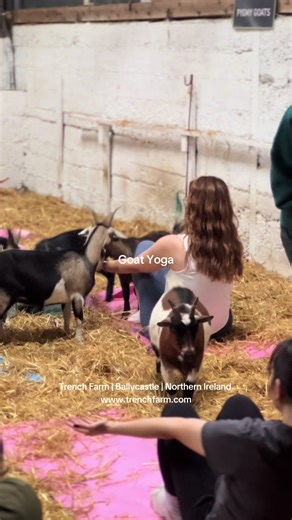 Join Goat Yoga Sundays at Trench Farm in Ballycastle