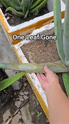 One Leaf Gone... But It Saved the Plant?