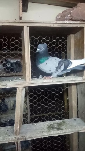 9.5K views · 285 reactions | Stojan Matic on Reels | Facebook