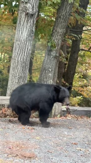 6.8K views · 102 reactions | Does a bear poop in the woods? Nope! He just does it right on the street. 藍藍 | Travis Mobley | Facebook