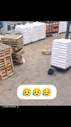 Rx Røñì on Instagram: "@panda_class.2 😥😥"