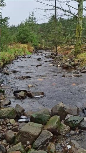 spring walks by the stream. perfect nature sounds #asmrsounds #nature