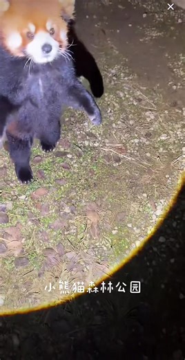 cute redpanda (@cutelesser_panda)’s videos with 原聲 - cute redpanda