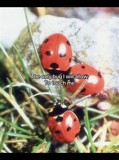 Ladybug Energy: Protecting Peace & Peace