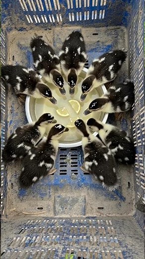 Keep Newly Hatched Ducklings Healthy | Essential Care Tips for Strong Ducklings #duck #duckfarming