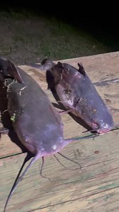 Yessir!! Lol nice eatin size fish | Nuke Bushner